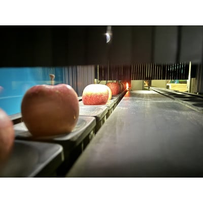 訳ありサンふじ　5kg(13玉～22玉)でお届け【令和6年12月中旬より順次発送】【配送不可地域：離島】