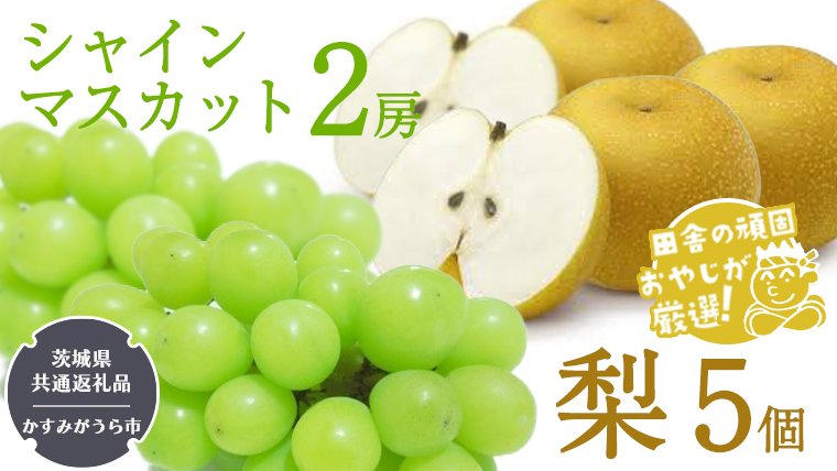 シャインマスカット2房と梨5個【2025年8月より発送開始】（茨城県共通返礼品 [ぶどう]：かすみがうら市産 [梨]：石岡市産） 詰め合わせ 果物 フルーツ 茨城県産 [BI438-NT]