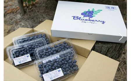 No.523 茨城県産　坂東市（生）完熟ブルーベリー500g（125g×4P）