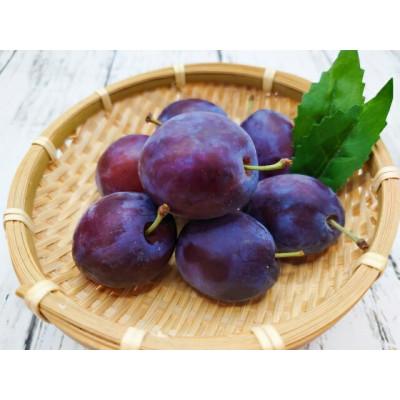 ふるさと納税 長野県 信州産プルーン 計約1.5kg 品種おまかせ