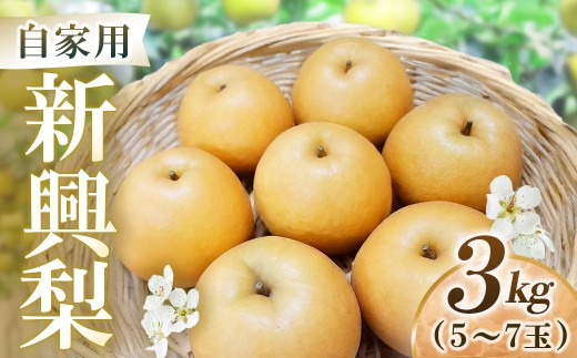 新興梨【自家用】3kg（岸田秀果園） 鳥取 梨 なし ナシ 果物 フルーツ 和梨 新興梨 しんこうなし 人気  自家用 産地直送