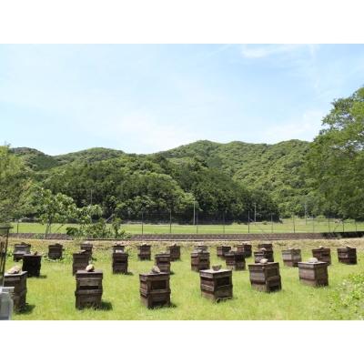 ふるさと納税 南伊勢町 国産　百花はちみつ500g×2本セット　長谷川養蜂　三重県南伊勢町　伊勢志摩 |  | 02