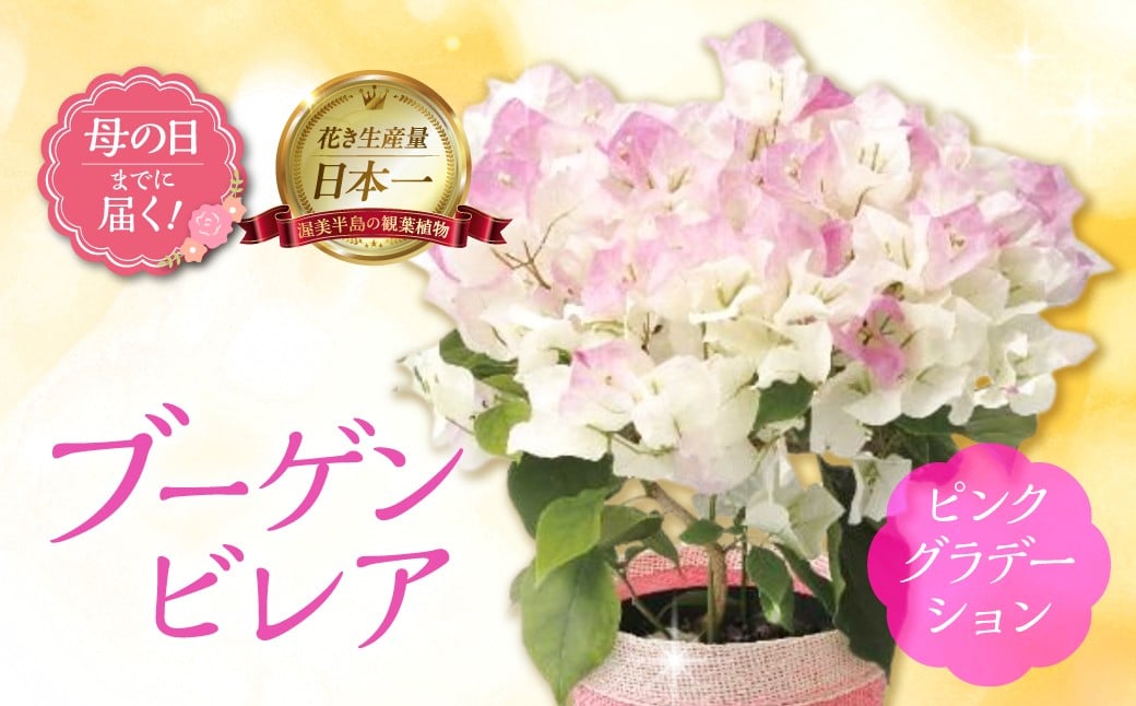 
                  《母の日までにお届け》ブーゲンビレア ピンクグラデーション 花 花 鉢植え 鉢 鉢花 花 観葉植物 植物 5号鉢 人気 おしゃれ かわいい 母の日 プレゼント 贈り物 贈答 ギフト 冬 フラワーギフト 母の日 ありがとう お母さん 母 記念日
                