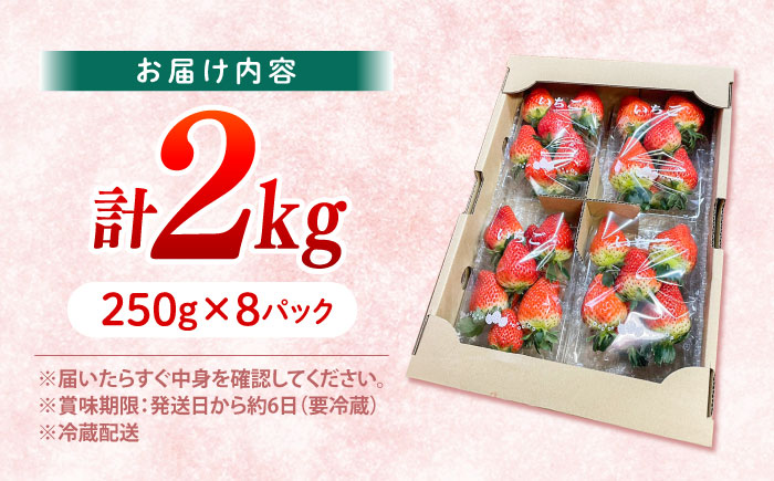 【大玉色鮮やか！】西海市産いちご「おおきみ」2kg（250g×8パック）＜武藤農園＞ [CFV005]