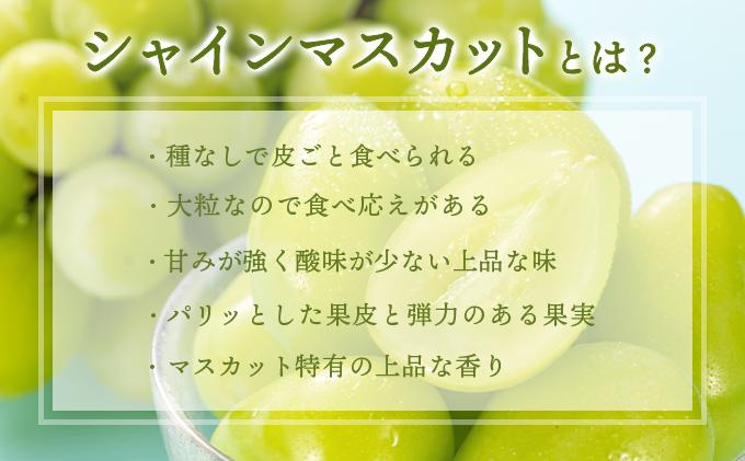 ＜2025年発送分 先行予約＞9月〜10月発送お土産シャインマスカット2kg箱【029-a008】