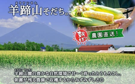 【 2026年 発送 】 北海道産 とうもろこし 味来 計12本 L-2L サイズ混合 大きめ みらい 旬 朝採り 新鮮 トウモロコシ 甘い 夏野菜 とうきび お取り寄せ 産地直送 野菜 しりべしや 