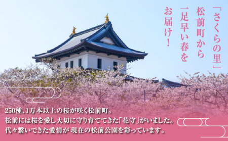 【希少品種】”花守”が代々守り育てた桜の枝 約30cm 3本 八重桜 サクラ 枝 松前産 桜の里 産地直送 南殿 糸括 関山 血脈桜 春 季節の 切り枝 枝もの 枝物 生花 活け花 花材 桜湯 インテ