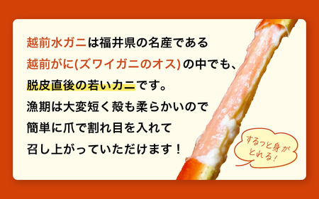 【期間限定】浜ゆで 越前産水がに中サイズ 6肩（足のみ2肩あたり300～400g） 合計900g以上 産地直送 食べやすい【雄 ズワイガニ 越前ガニ 足のみ ボイル 冷蔵 かに カニ 蟹 福井県】希望