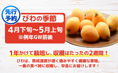 先行予約 びわ 1kg＜パッパラパー農園＞ [CFI002] びわ びわ びわ ビワ ビワ びわ