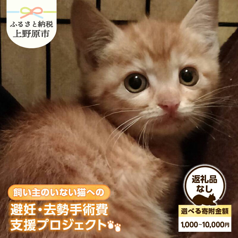 【ふるさと納税】 飼い主のいない猫への避妊・去勢手術費支援プロジェクト 動物愛護 保護猫 ネコ ねこ 野良猫 ノラ猫 動物 地域活動 寄附のみ 返礼品なし 山梨県 上野原市
