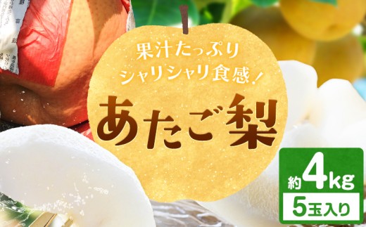 梨 あたご梨 約4kg 5玉入り カプセル西江果樹園《12月上旬-12月中旬頃出荷》岡山県 笠岡市 送料無料 なし 梨 ナシ 愛宕梨 果物 大玉 岡山県産 国産 フルーツ お取り寄せフルーツ