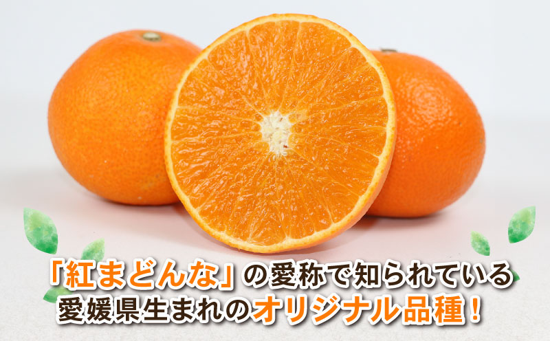 訳あり 愛果48号 ( 紅プリンセス と同品種) 新品種 約4kg Shirai.agrifarm 先行予約 高級柑橘 みかん 愛媛ミカン 愛媛蜜柑 mikan 柑橘 果物 くだもの フルーツ 高級 