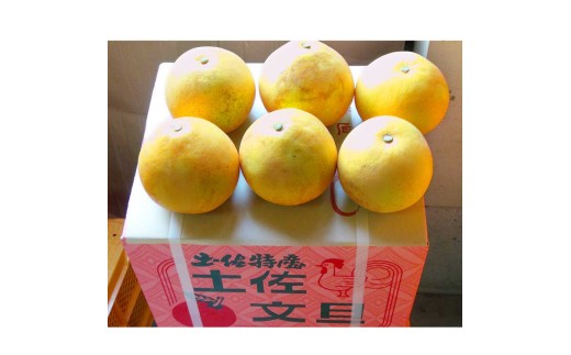 【先行予約】文旦 約10kg 10キロ L～4Lサイズ 土佐文旦 みかん 柑橘 ぶんたん ブンタン 果物 フルーツ デザート おやつ 三愛果樹園の土佐文旦 おいしい 美味しい 規格外品 お取り寄せ 常