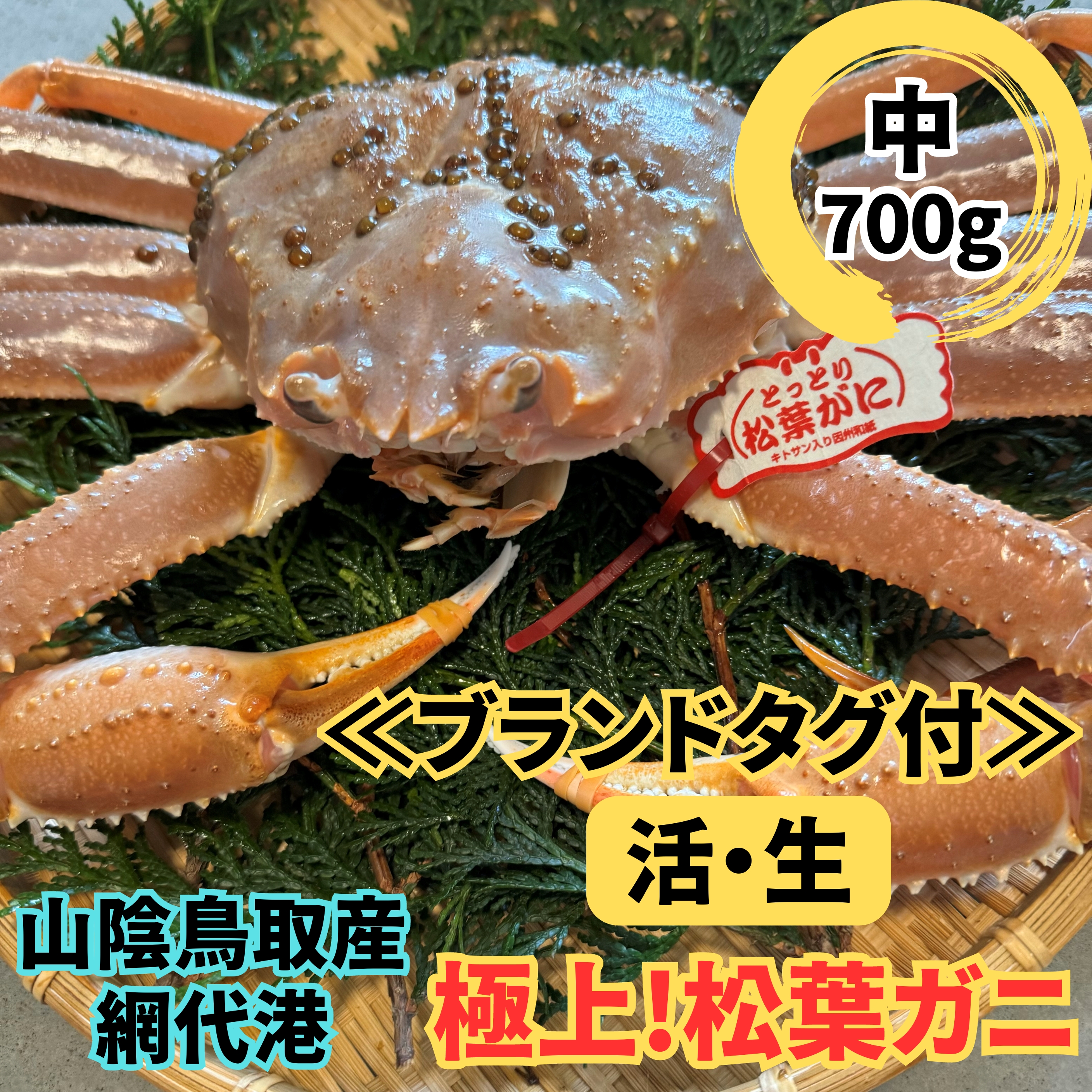 【22028】鳥取網代港【ブランドタグ付】活！極上松葉ガニ（中）700g【さかなや新鮮組】