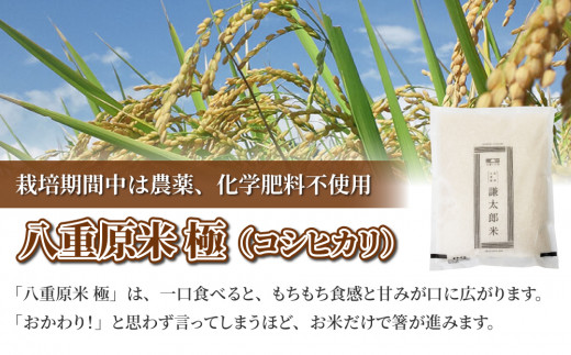 【令和8年産 新米】八重原産コシヒカリ 白米「謙太郎米・極」（栽培期間中農薬・化学肥料不使用）1kg お試し【太陽と大地】