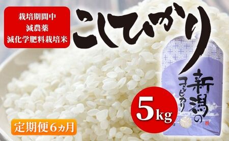 【令和7年度産新米】令和7年 栽培期間中減農薬・減化学肥料栽培米こしひかり5kg 精米 定期便6ヶ月 お米 ブランド米 銘柄米 白米 ご飯 おにぎり お弁当 和食 