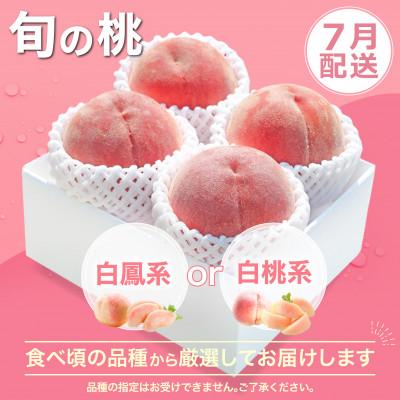 ふるさと納税 笛吹市 【発送月固定定期便】桃 シャインマスカット 旬の果物 山梨 人気 フルーツ 全2回 |  | 01