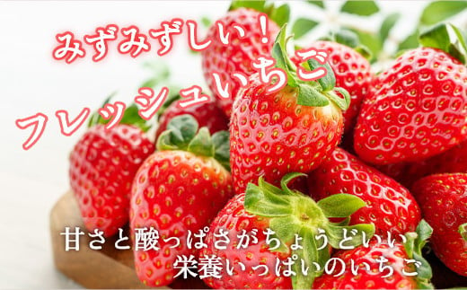 【先行予約】採れたて新鮮 栃木のいちご とちあいか | いちご 栃木 とちあいか 甘い 糖度 旬 新鮮 フルーツ 果物 アレンジ スイーツ　※北海道・沖縄・離島への配送不可　※2025年1月下旬～3月