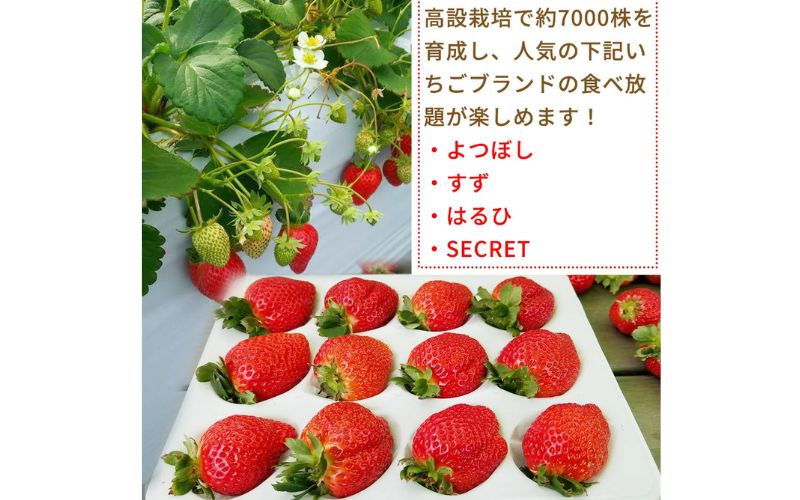 【体験】いちご狩り体験チケット ( 2名様分) ペアチケット 【maato002B】