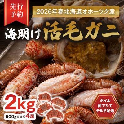 ふるさと納税 旭川市 【先行予約】北海道オホーツク産海明け活毛ガニボイル(チルド冷蔵配送)500g前後×4_03502