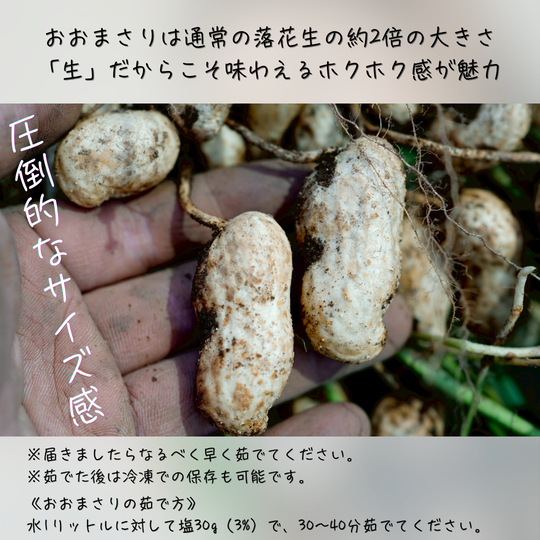 落花生　おおまさり（生） 2kg 2kg
