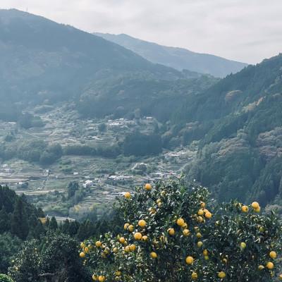ふるさと納税 香美市 田舎寿司　ゆずの山　2箱セット |  | 02