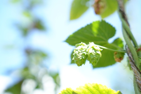 「平群にかえり咲き」クラフトビール 3本セット | お酒 クラフトビール セット 贈答 お歳暮 奈良県 平群町