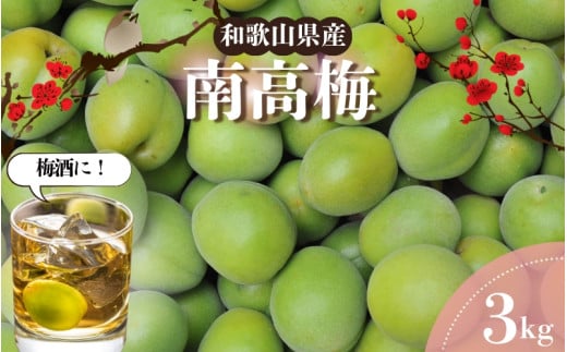 【和歌山名産】南高梅約3kg（サイズ混合）　※2025年6月上旬～2025年6月下旬頃に順次発送 / 南高梅 青梅 生梅 完熟 梅干し 和歌山県 紀州 梅酒 梅ジュース 梅シロップ 【tec939A】