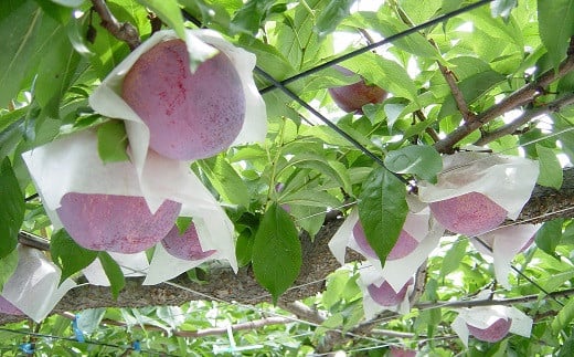 ひとつひとつ大切に育てています