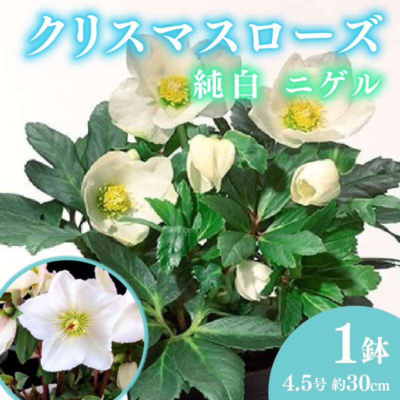 【ふるさと納税】 クリスマスローズ バラ 薔薇 花 開花 4.5号 鉢植え 純白 ニゲル 冬 ガーデニング 庭 贈答 プレゼント ギフト 季節の花 寄せ植え 冬の花 鉢花 観葉植物 園芸 花壇 切り花 インテリア 先行予約 2025年12月初旬より発送開始 藤枝市 静岡県