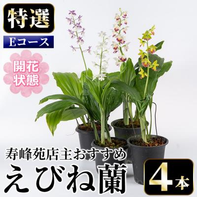 ふるさと納税 いちき串木野市 【個数限定】<3月末まで受付 >寿峰苑特選えびね蘭店主おすすめ開花済Eコース