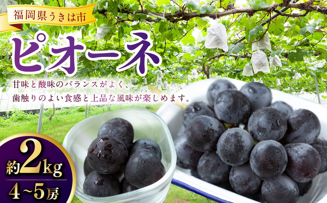 
            【先行予約】 平塚巨峰園 ピオーネ 4房から5房 （約2kg） 【2026年7月上旬～7月下旬より順次発送予定】 葡萄 ぶどう ブドウ 大粒 種無し 種なし 果物 くだもの フルーツ 果実 お取り寄せ 福岡県 うきは市 冷蔵
          