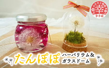 たんぽぽハーバリウム™＆ガラスドーム - ハーバリウム ガラスドーム たんぽぽ 綿毛 インテリア ご自宅用 ギフトお祝い 贈り物 埼玉県 幸手市