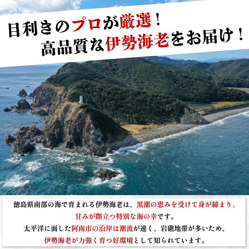 伊勢海老 300g 3尾 《徳島の伊勢海老は身詰まりが良い！》 えび エビ 高級 伊勢 伊勢えび 鮮魚 海鮮 魚介 刺身 焼き物 汁物 イセエビ 海老 正月 おせち ギフト 贈答 贈り物 徳島 阿南 