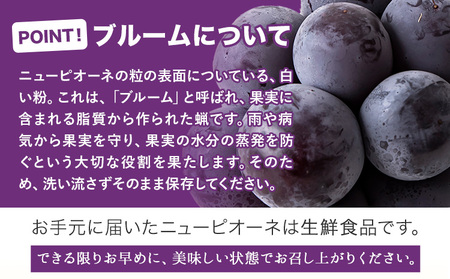秀品 ニューピオーネ 約1.2kg《9月中旬-11月上旬頃出荷(土日祝除く)》｜ピオーネピオーネピオーネ