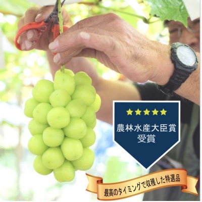 シャインマスカット 2房 (計1kg程度) 生産者直送 ! 山梨市『万力産』【配送不可地域：離島】