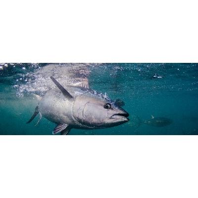 ふるさと納税 湯浅町 【年末12/25〜30発送予定】【プレミア和歌山】本マグロ(養殖)トロ&赤身セット500g |  | 03