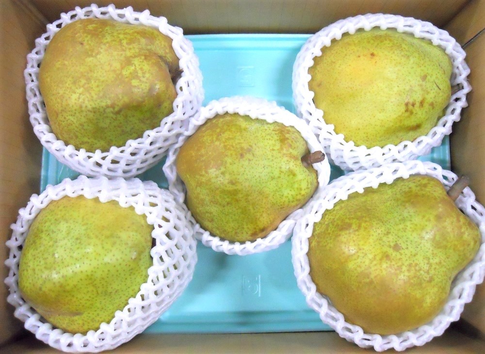 
                  西洋梨（ラ・フランス）　３ｋｇ　大玉　ご家庭用　0017-2616
                