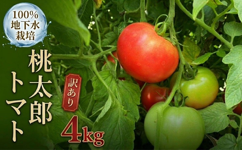 
                  【 訳あり 】 地下水100％で作る「 桃太郎トマト 」 4kg 野菜 桃太郎 トマト とまと 地下水 ミネラル 
                