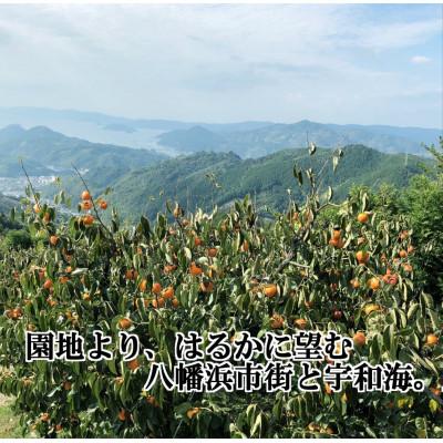 ふるさと納税 八幡浜市 甘さにニッコリ!日本最大級の柿「富士柿」約3キロ【C39-72】 |  | 02