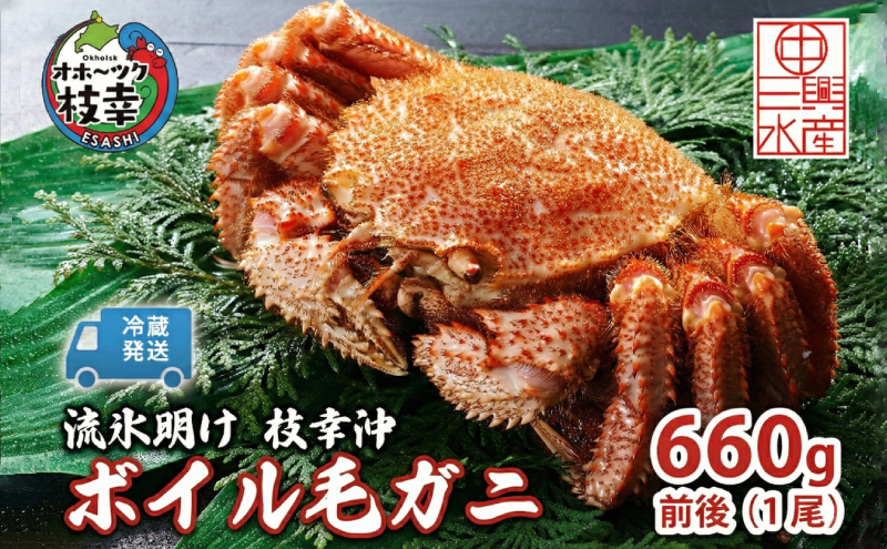 〈冷蔵発送〉流氷明け 枝幸沖 ボイル毛ガニ 660g前後×1尾 先行予約【2026年3月頃発送予定】旬の味覚［丸中三興水産］オホーツク枝幸 前浜【 蟹 魚介 北海道 枝幸 】