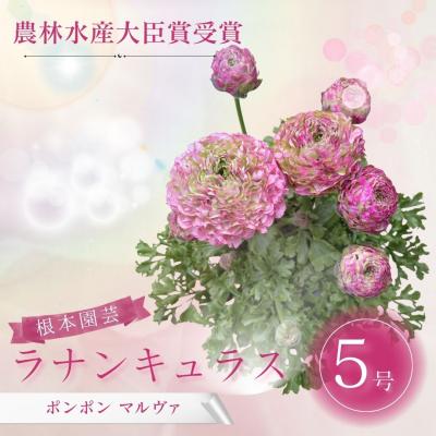 ふるさと納税 南相馬市 【先行予約】ラナンキュラス ポンポン マルヴァ 5号鉢 aj017-ab