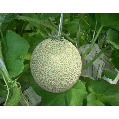 木曽岬産マスクメロン　2玉(1玉1.5kg以上)　令和6年6月25日から発送