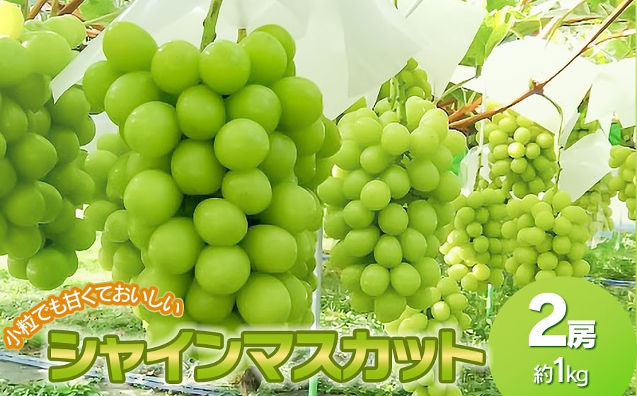 
                  【令和8年先行予約】　小粒でも甘くておいしいシャインマスカット　2房（約1kg）　山形県鶴岡市　みのりファーム　| ぶどう ブドウ 葡萄 マスカット 甘い 旬 産地直送 果物 くだもの フルーツ ギフト 贈答 人気 お取り寄せ 返礼品
                