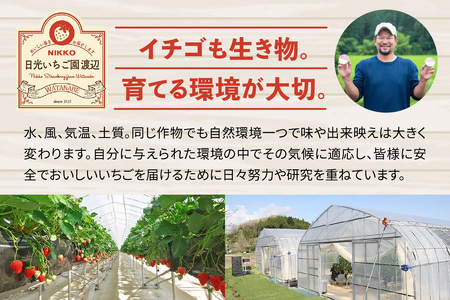 【先行予約】  日光の自然が育む4種類の「完熟いちご」 食べ比べ！ Ｂセット 【2026年12月より順次発送】 [0956]