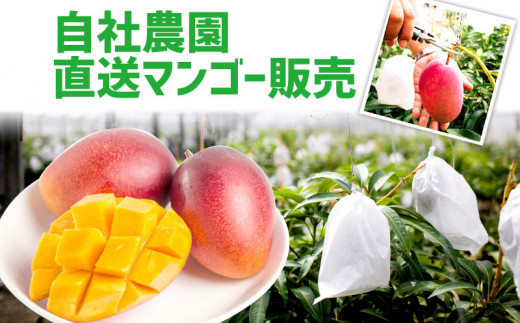 【先行受付】【2025年発送】ヤマト農園 アップルマンゴー訳あり約2kg（4～6玉）- 先行予約 沖縄県産 産地直送 南国フルーツ 旬の味覚 季節の果物 ご自宅用 訳アリ 沖縄マンゴー 沖縄県 八重瀬町