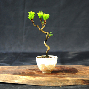 赤石の泉 黒松（鉢植え） S-26