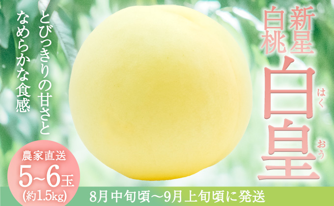 固めの 桃 2026年 先行予約 白桃 白皇 (はくおう) 5～6玉入り(約1.5kg) 贈答用 もも モモ 岡山県 赤磐市産 国産 フルーツ 果物 ギフト 