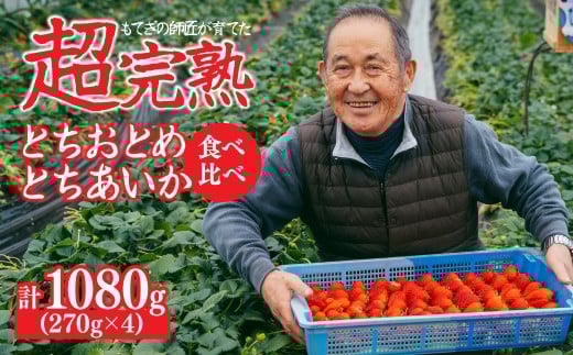 【先行受付：1月中旬以降発送】いちご「茂木完熟いちご」師匠が育てた朝採れとちおとめ × とちあいか レギュラーサイズ 食べ比べセット 約270g × 各2パック 合計約1080g | いちご イチゴ 苺 とちあいか とちおとめ 甘い あまい 完熟 果物 フルーツ くだもの 旬 産地直送 栃木県産 関いちご園 栃木県 茂木町