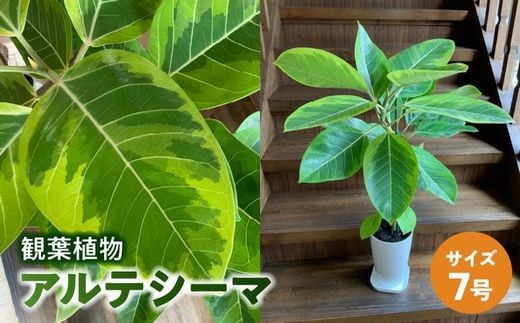 066-18 【4月以降(九州地方から)発送】観葉植物 アルテシーマ1鉢